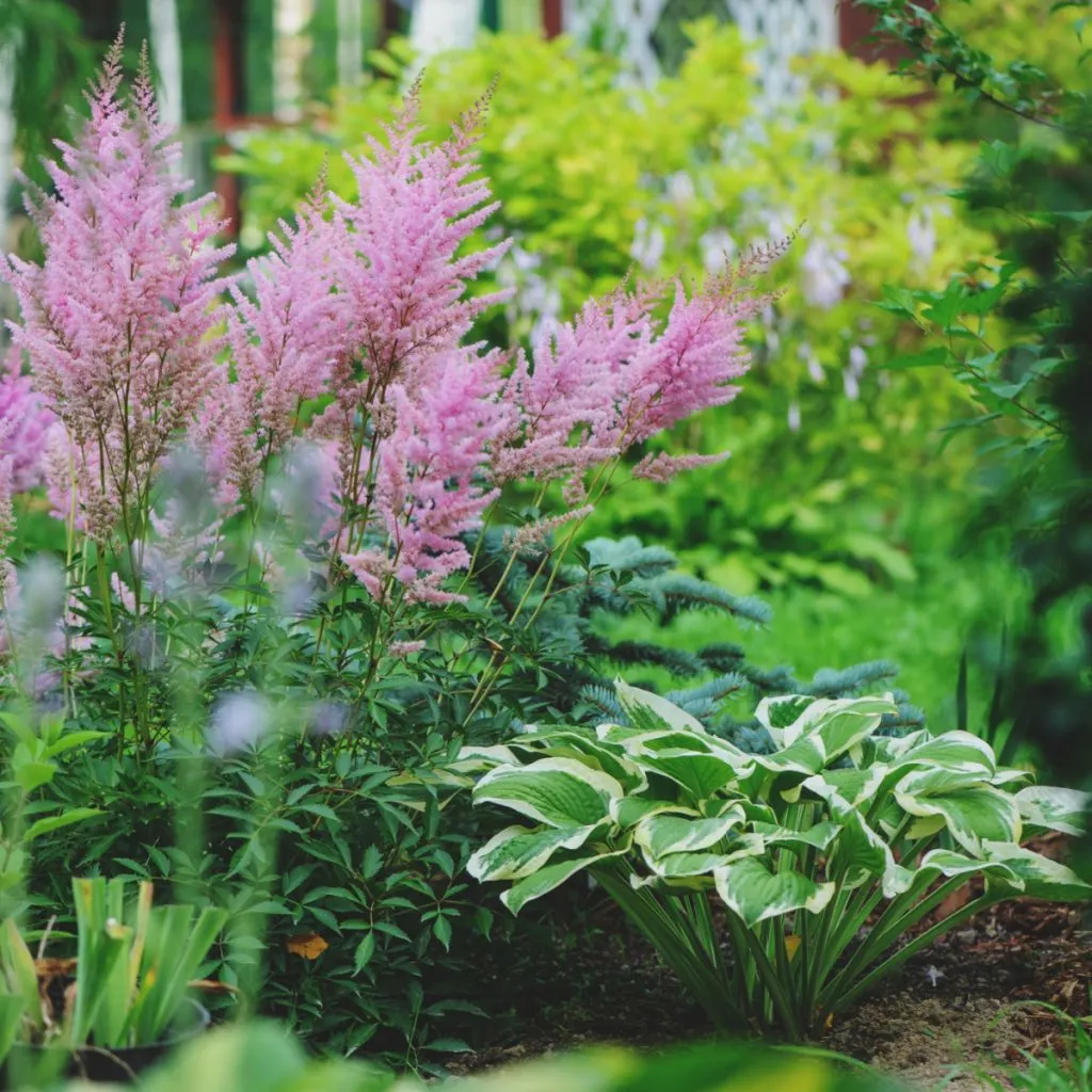 flowering perennials growing in the shade