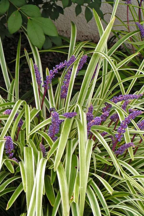 blooming purple liriope