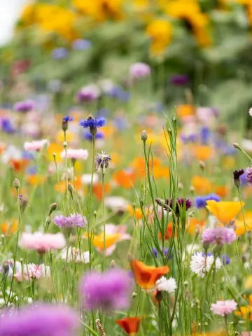 Wildflowers growing in a field