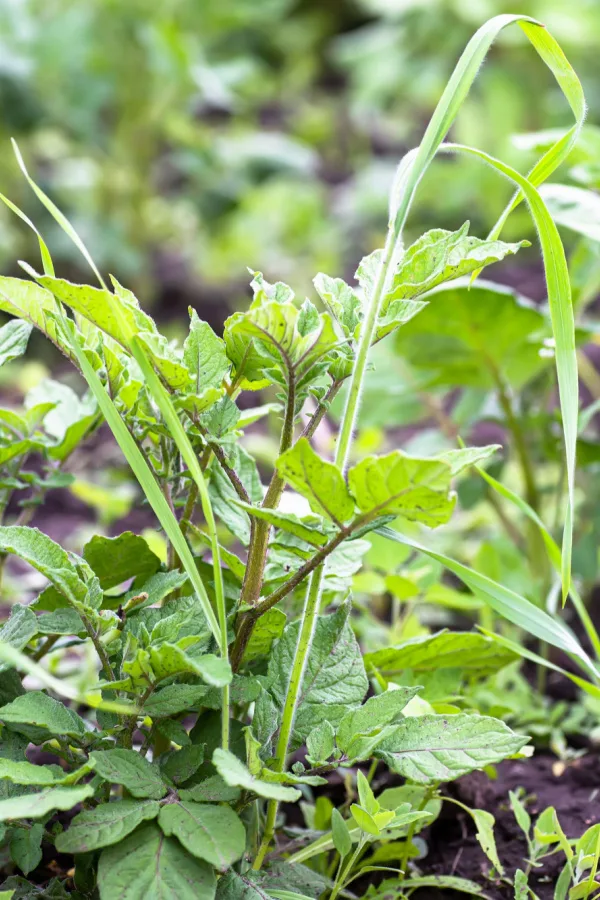 Weeds on the soil