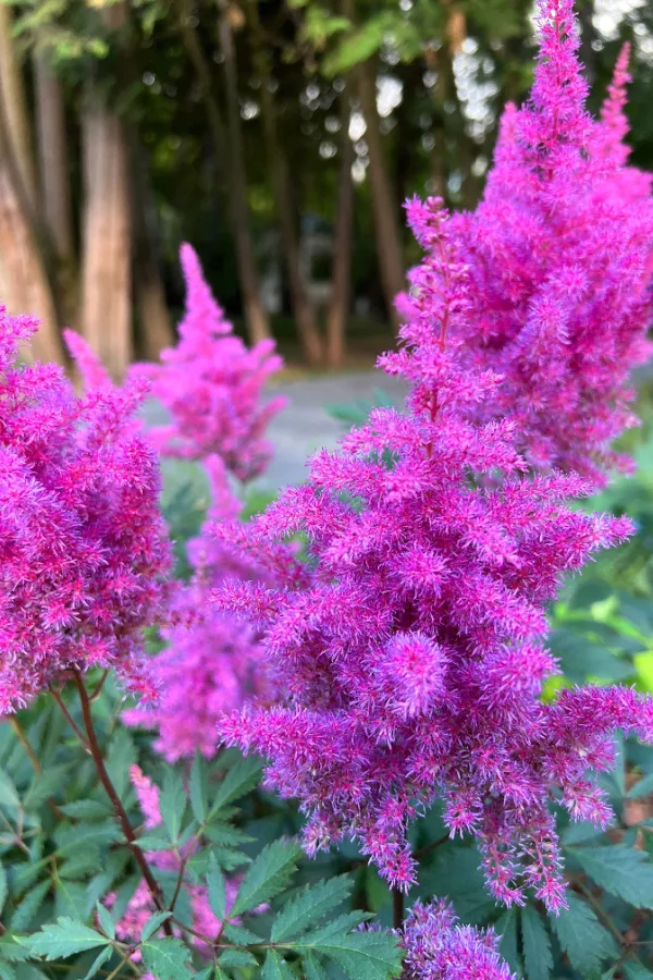 astilbe - shade loving
