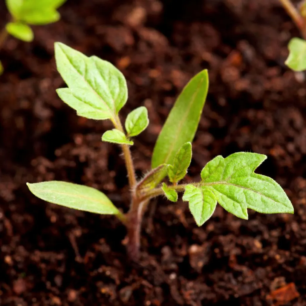 coffee grounds and tomato plants
