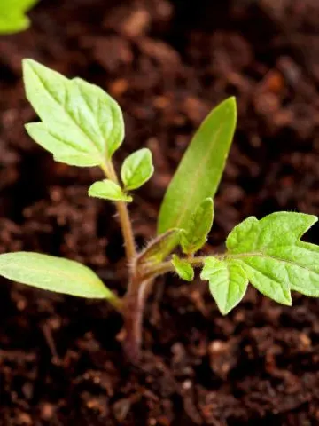 coffee grounds and tomato plants