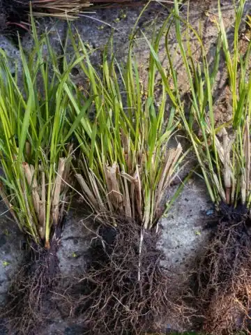 divide ornamental grass before spring