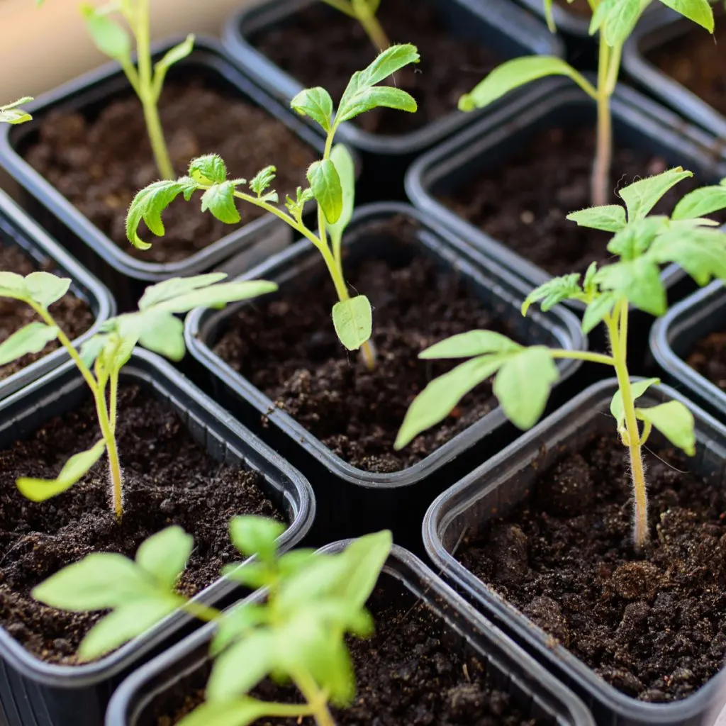 how to fertilize transplants and seedlings
