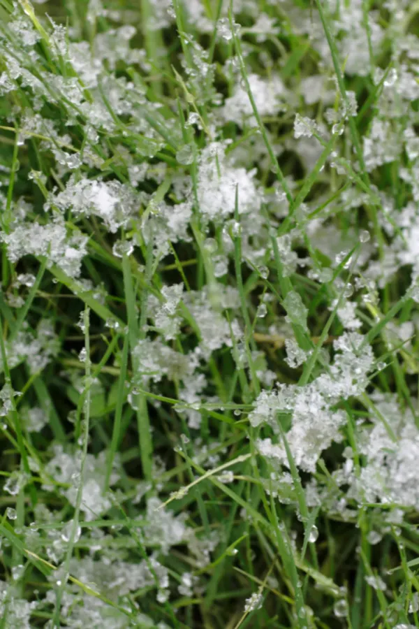 planting grass seed in late winter