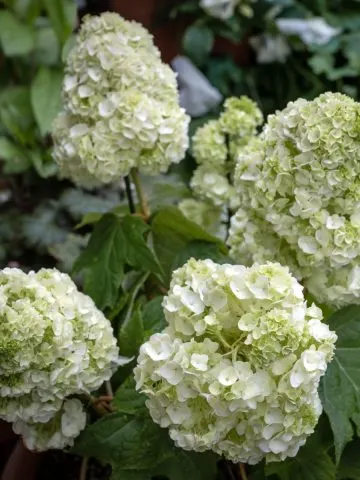 oakleaf hydrangea