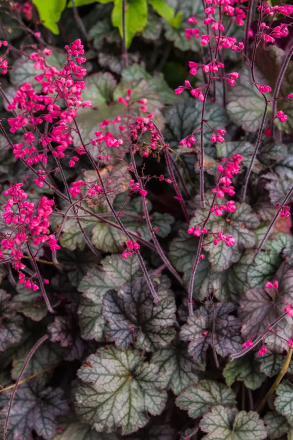 coral bell - pot up perennials in containers