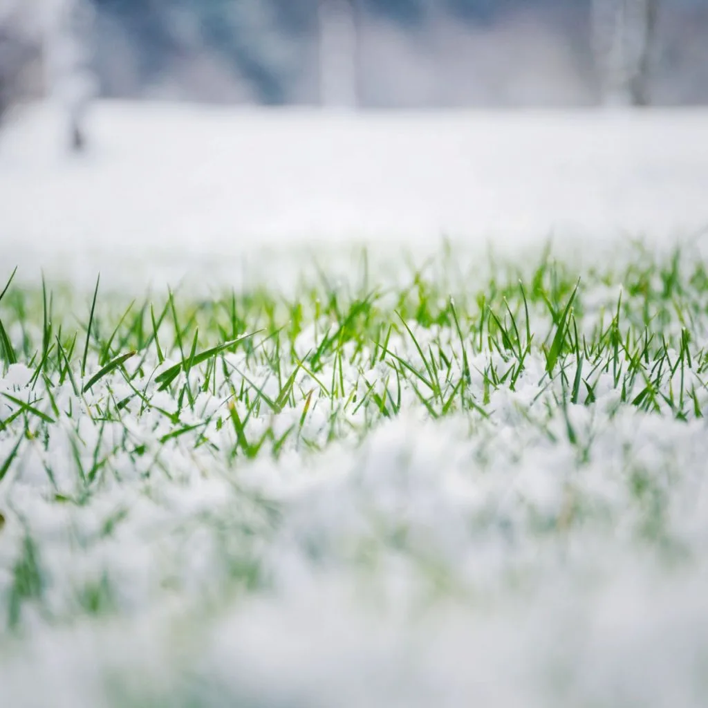 planting grass seed in late winter - sow grass seed