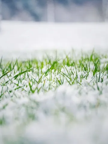 planting grass seed in late winter - sow grass seed