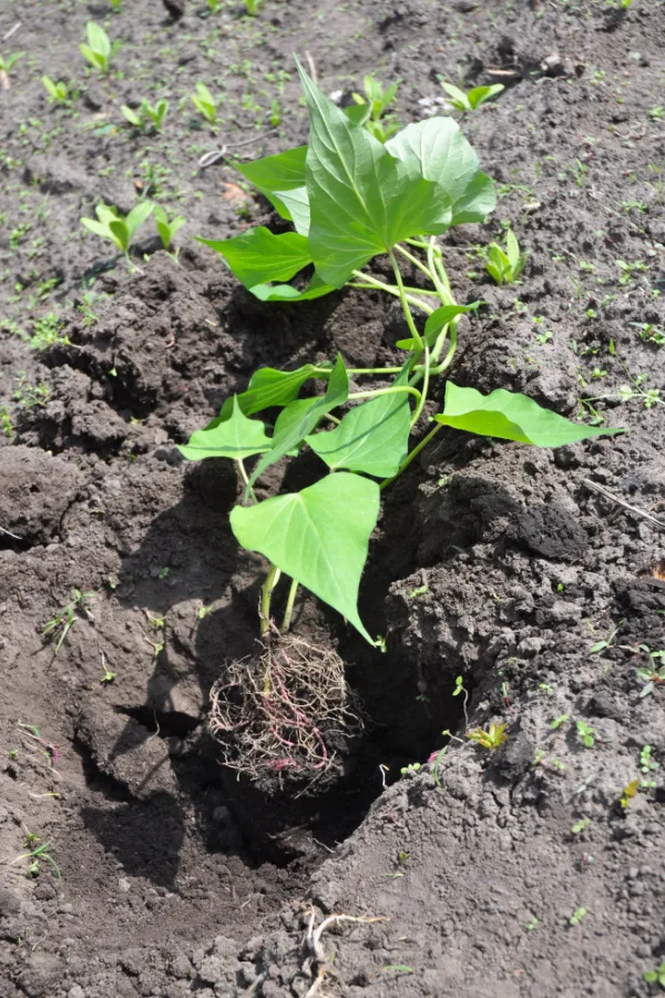 A young transplant