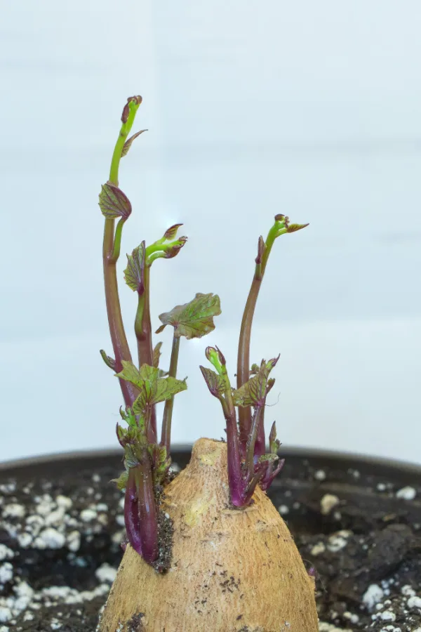 Sweet potato slips growing in soil