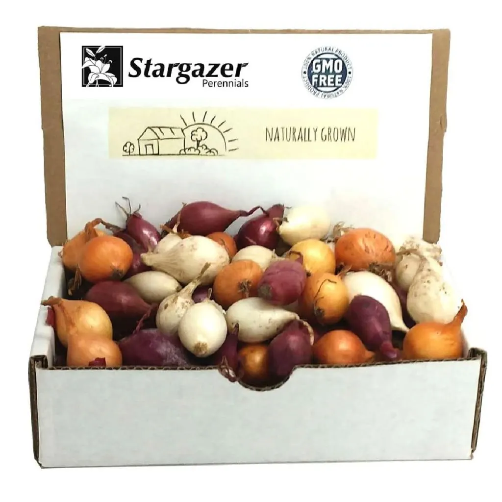 assorted onion sets - how to plant onion sets or onion seeds