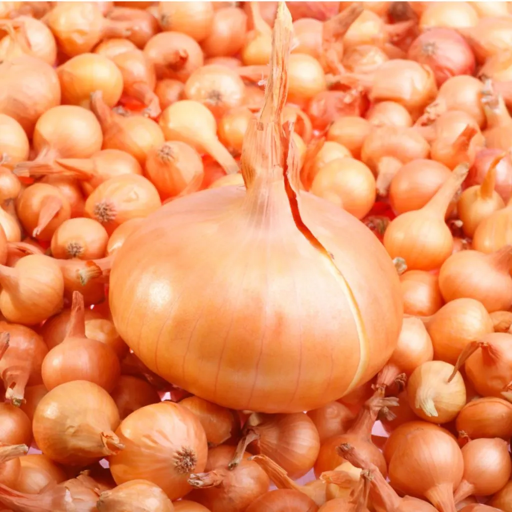 best way to grow onions - how to plant onion seeds or sets