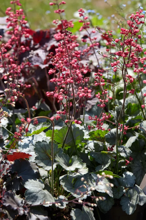 coral bells