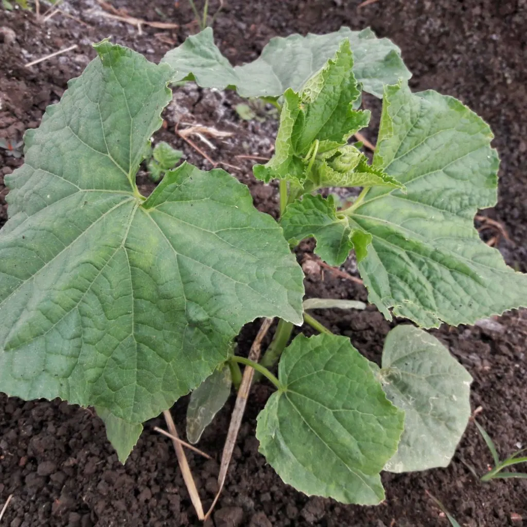 mounding cucumber plants