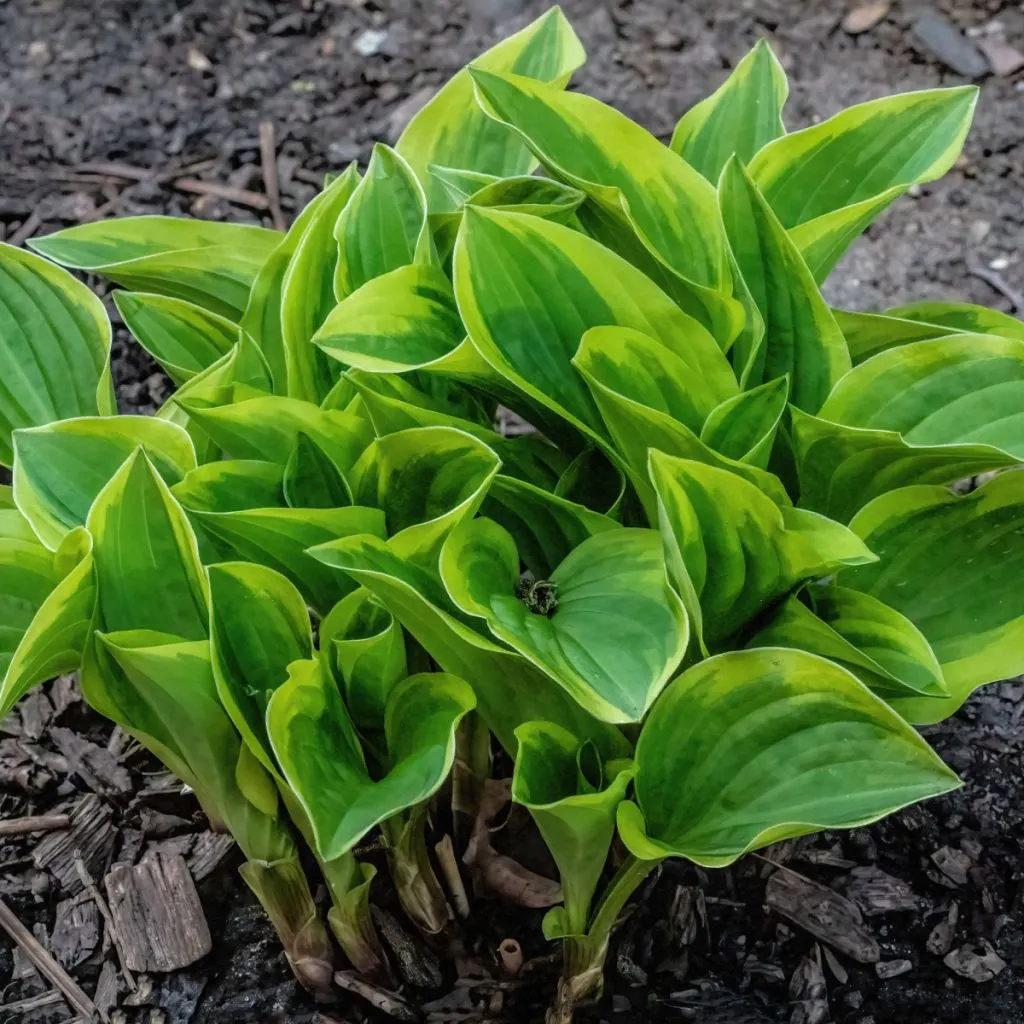 fertilize hostas in spring