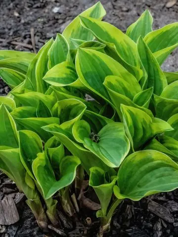 fertilize hostas in spring