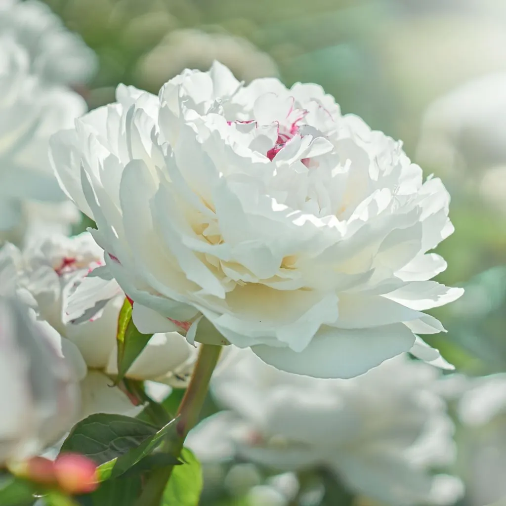 best way to fertilize peony bushes