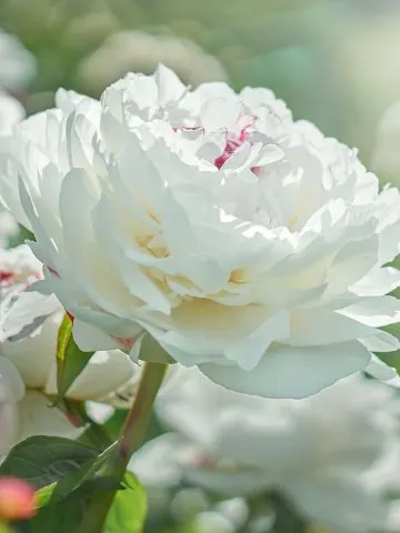 best way to fertilize peony bushes