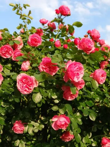 A large rose bush with dark pink roses blooming