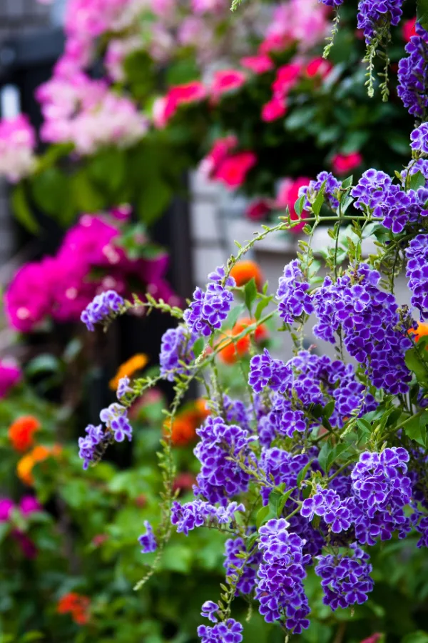 how to fertilize hanging baskets