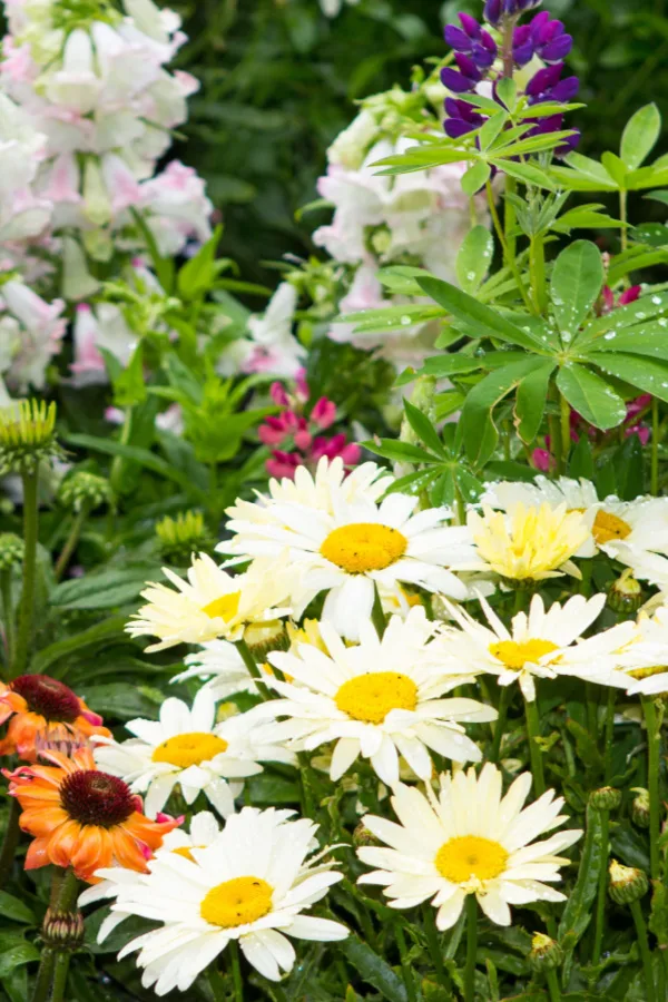 stop weeds in flowerbeds