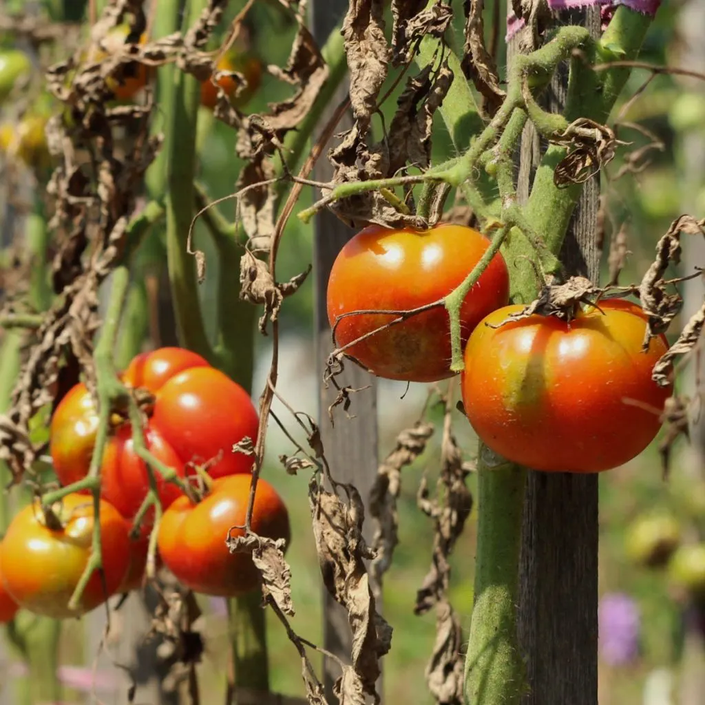 how to keep tomato blight away from plants