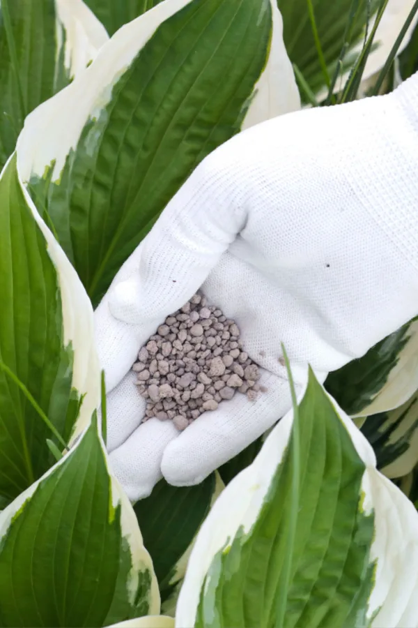 how to fertilize hostas