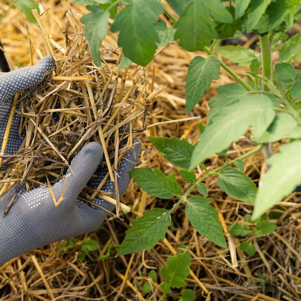 mulch to stop blight