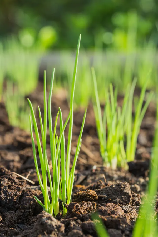seedlings