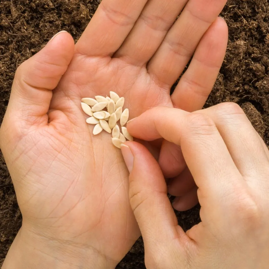 how to plant cucumbers from seed