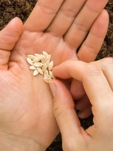 how to plant cucumbers from seed