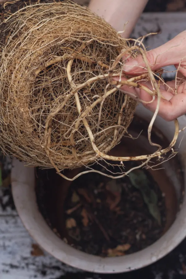 root bound