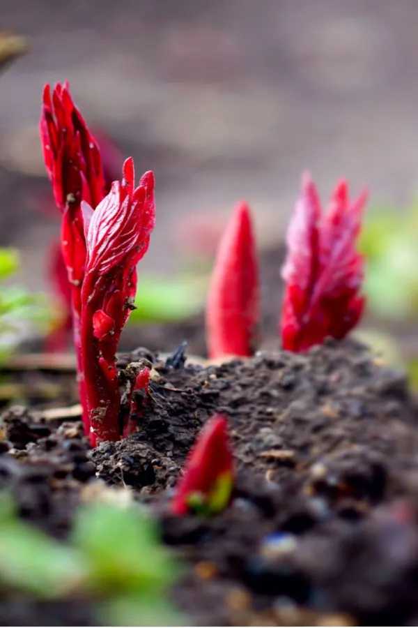 perennials sprouting