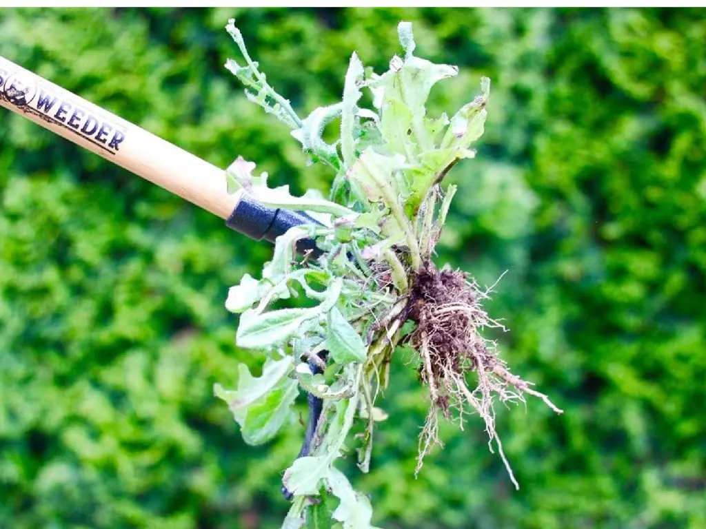 stand up weeder - how to eliminate weeds
