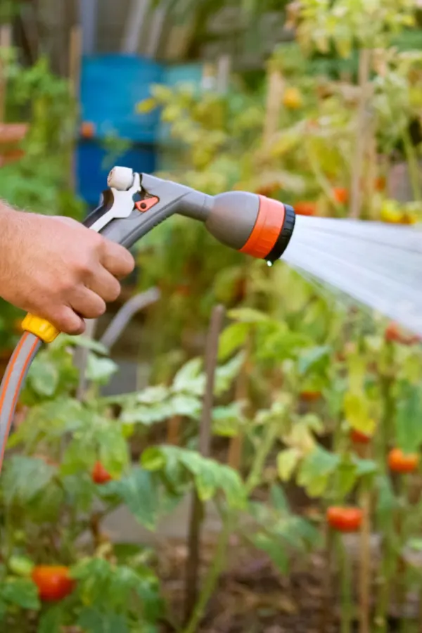 watering