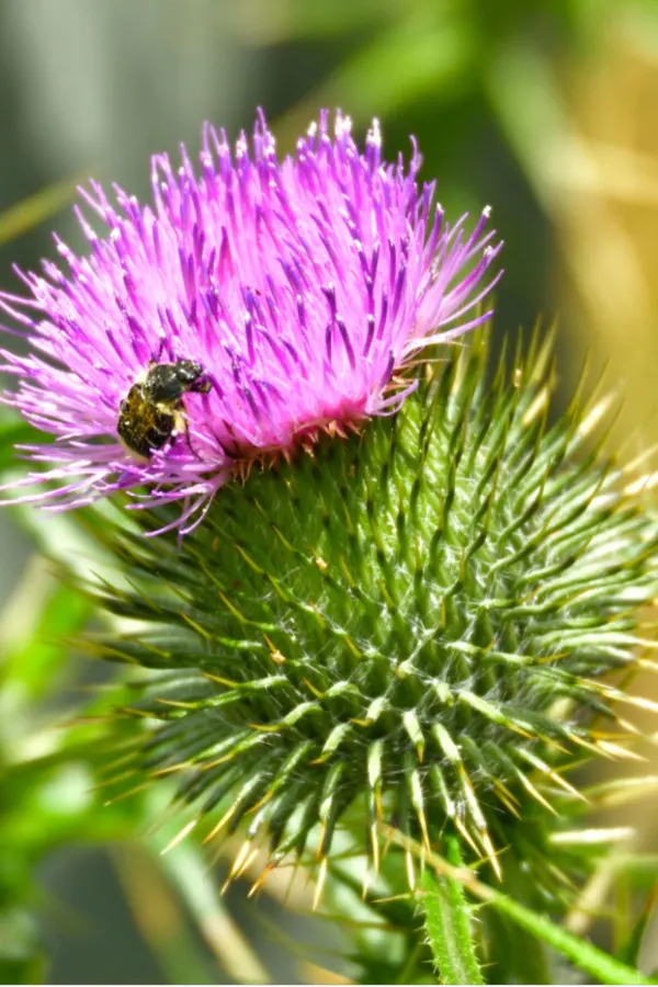 thistle seed head