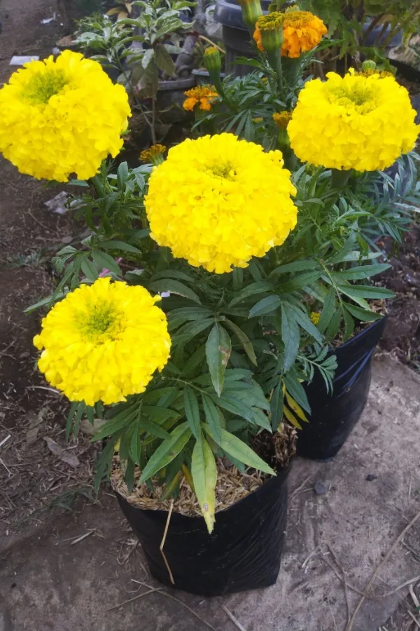 Massive yellow African Marigolds