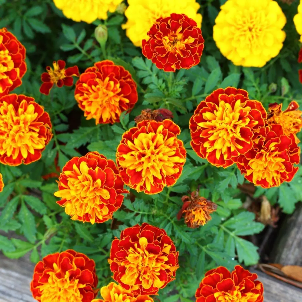 French Marigold flowers