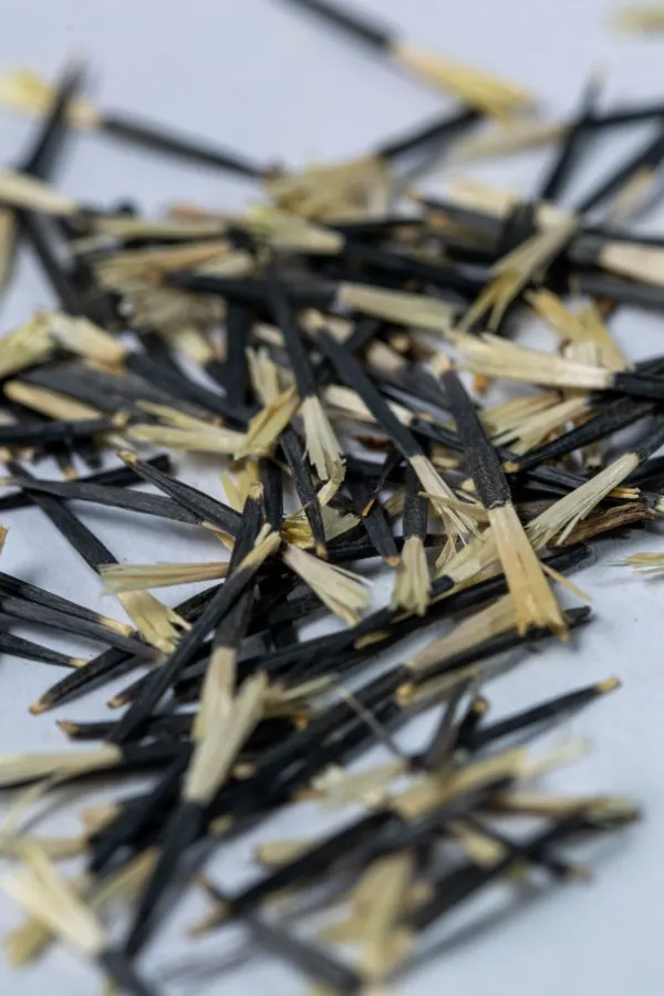 annual seeds