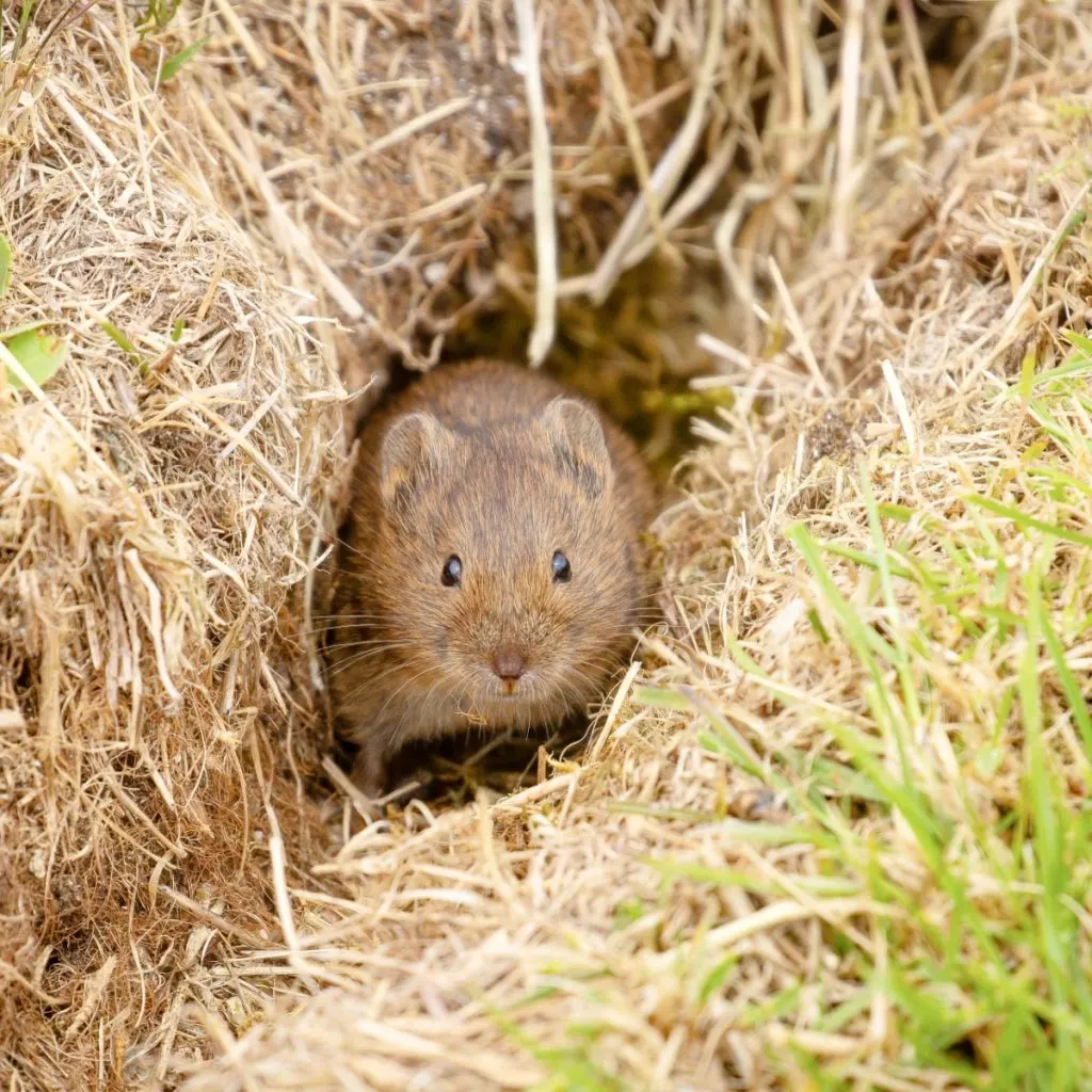 A vole in a hole