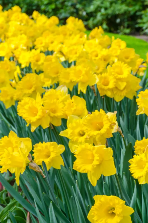 blooms in spring