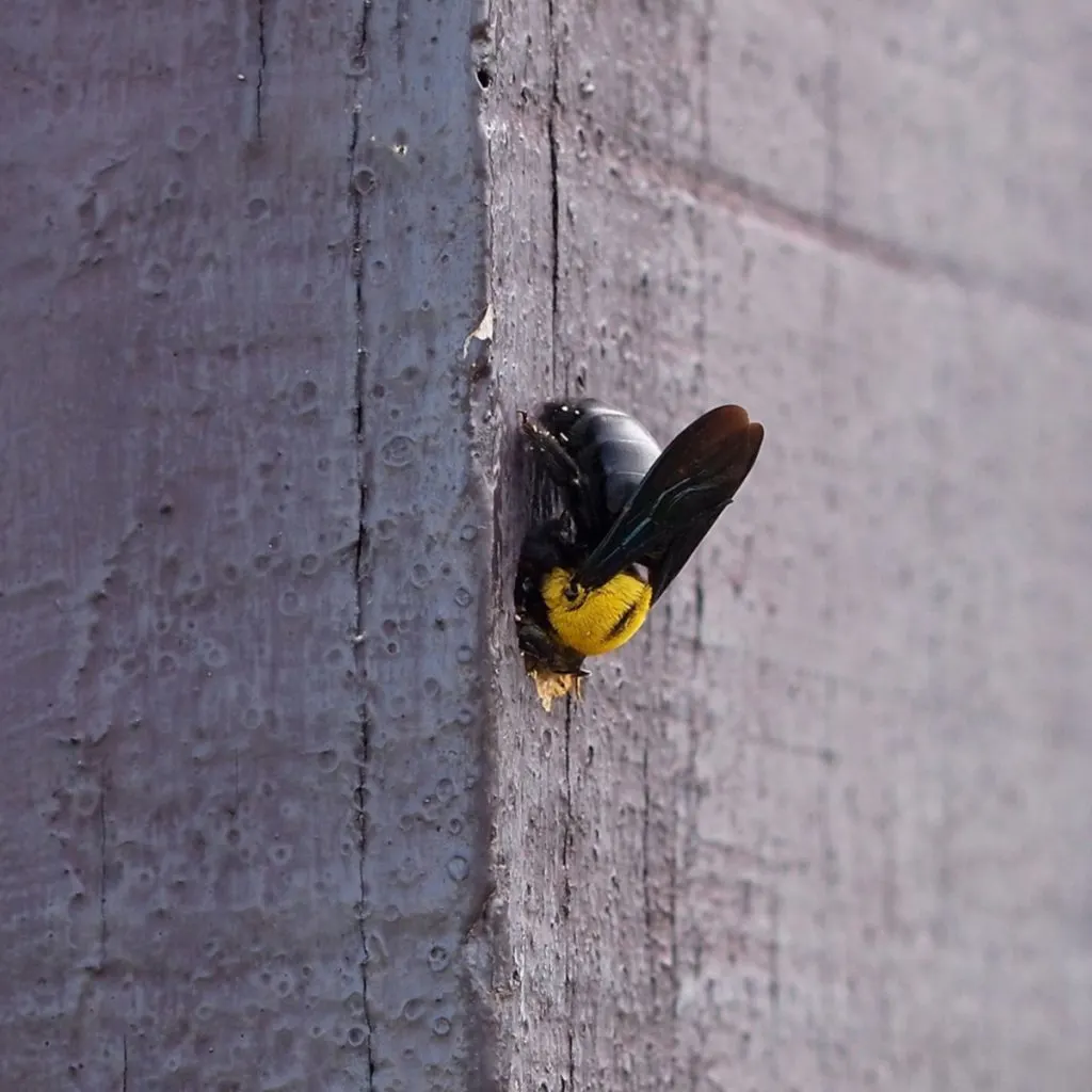 protect home from carpenter bees