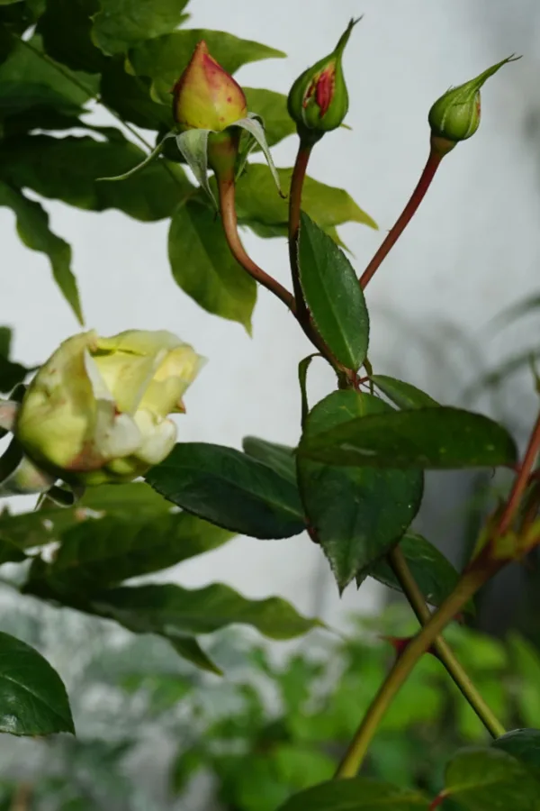 flower buds