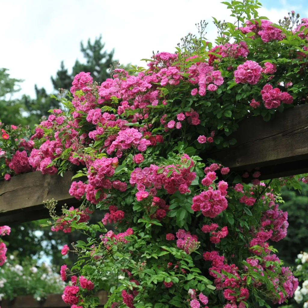 fertilize climbing roses