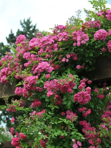 fertilize climbing roses