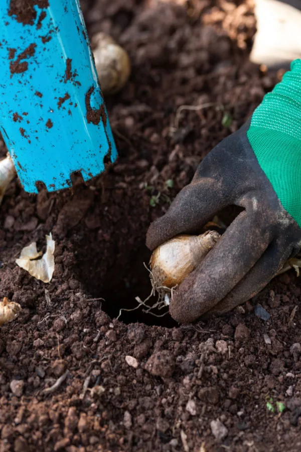 dividing bulbs