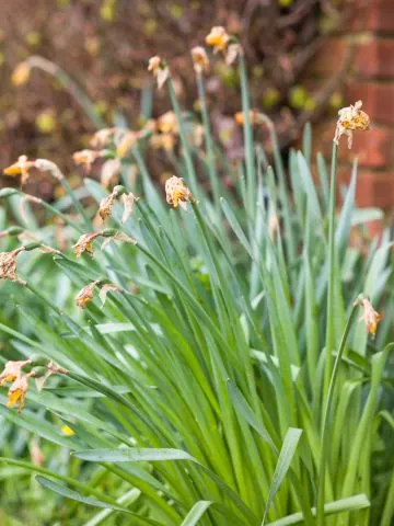 daffodils after they bloom