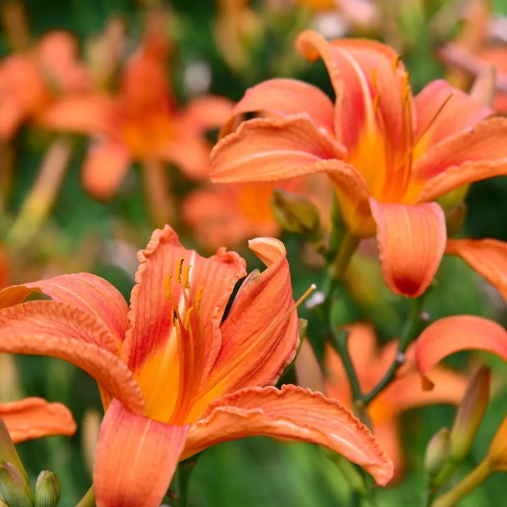 daylily blooms